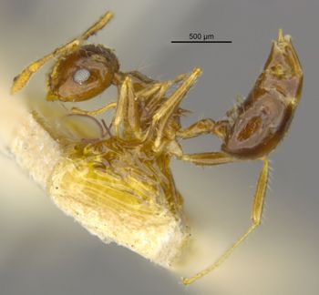 Media type: image;   Entomology 21354 Aspect: habitus lateral view